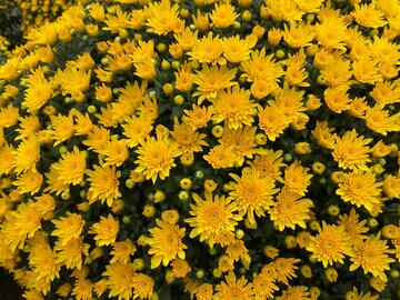 Les Chrysanthèmes et leurs magnifiques couleurs