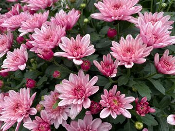 Les Chrysanthèmes et leurs magnifiques couleurs