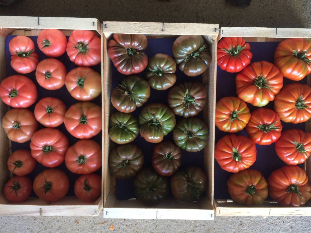 tomates tomates